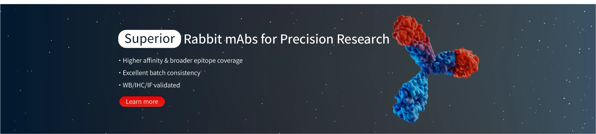 Rabbit mAb