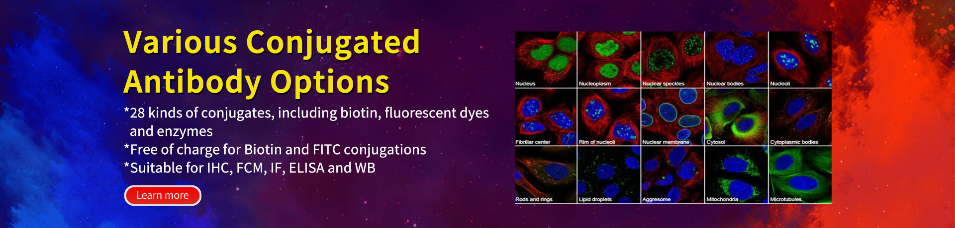 Conjugated Antibody