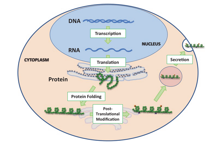 Protein Expression