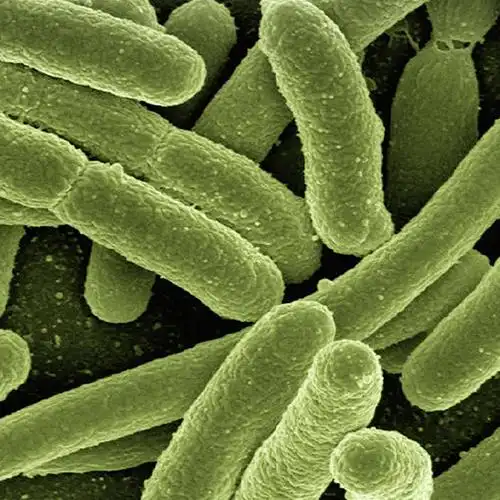 Introduction to Escherichia coli (E. coli) Recombinant Protein Expression System