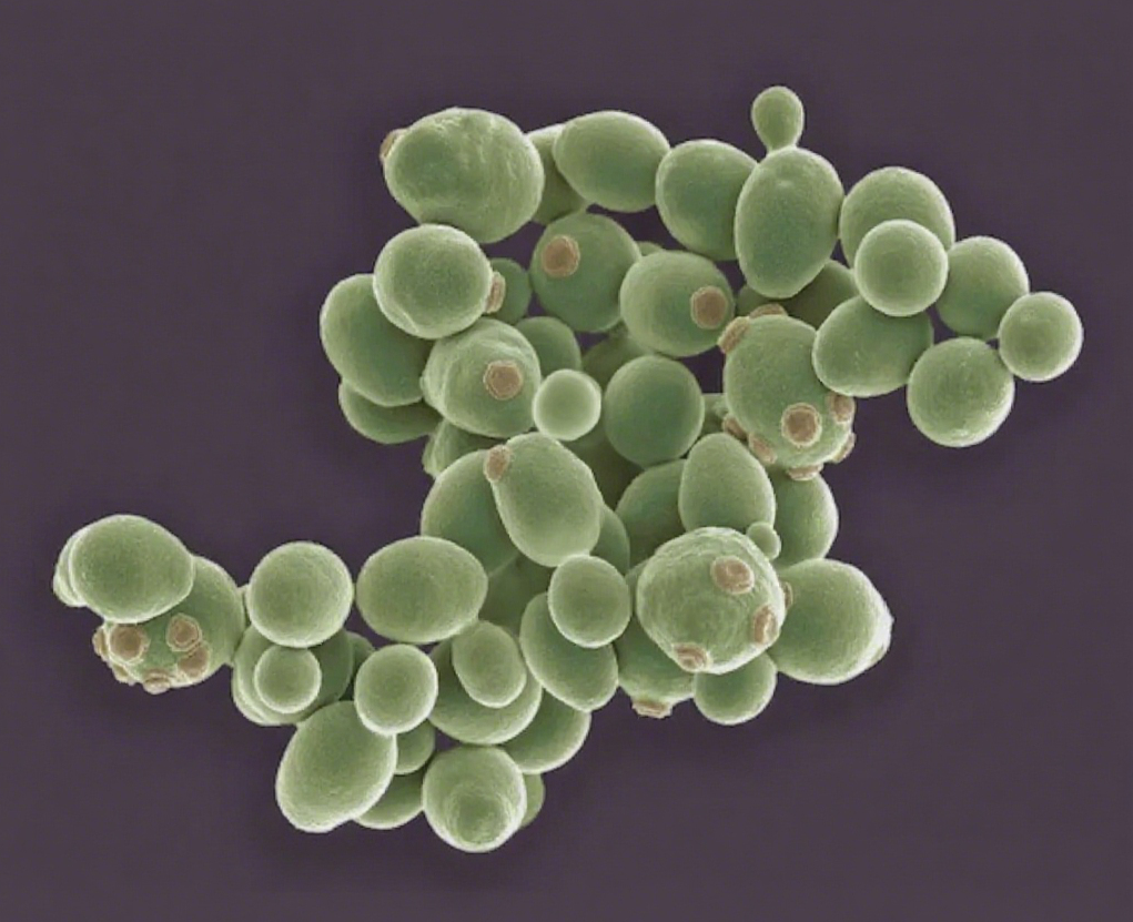 Introduction to Pichia pastoris Recombinant Protein Expression System