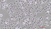 Human non-small cell lung cancer cell line NCI-H1299