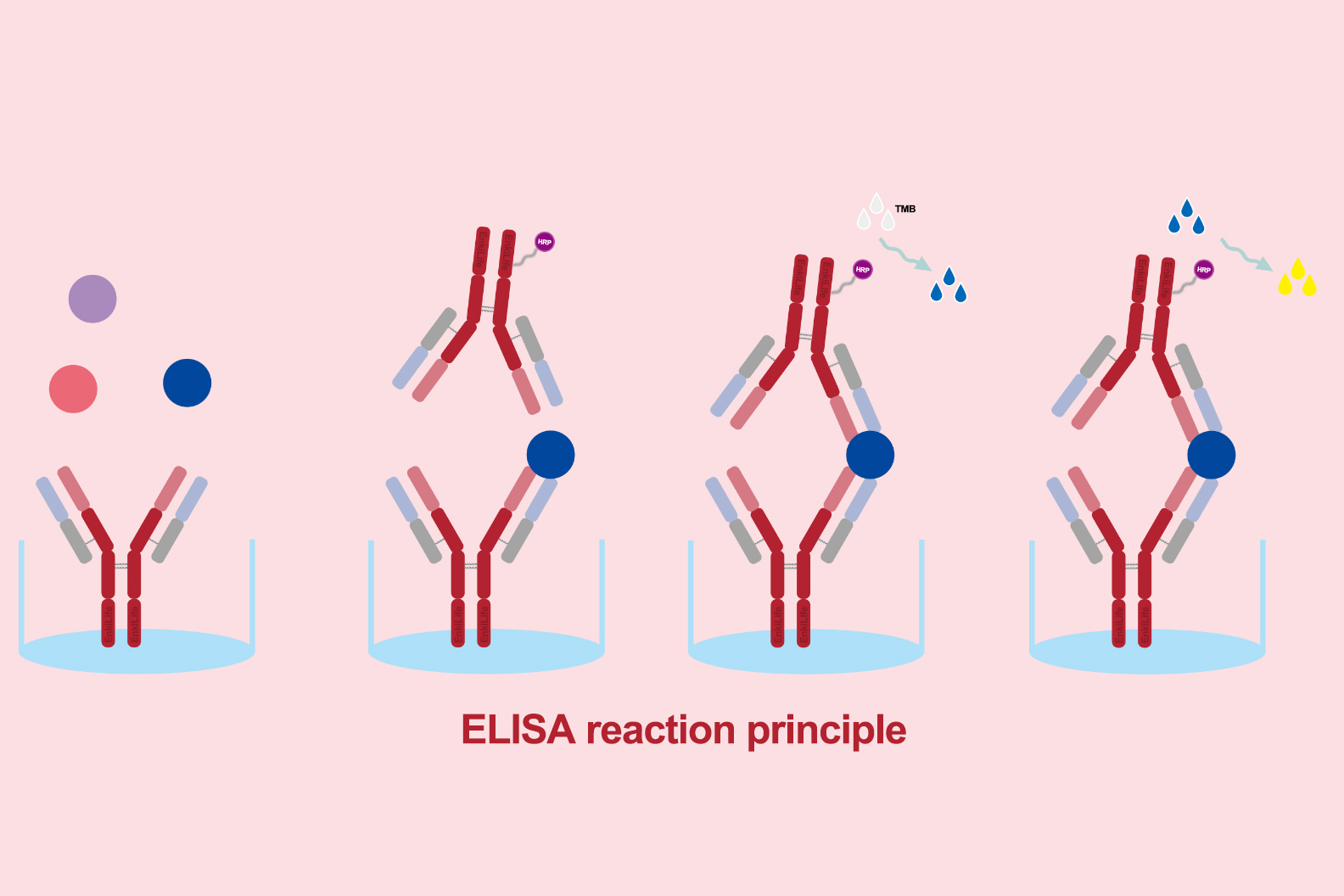 Introduction to ELISA Technology