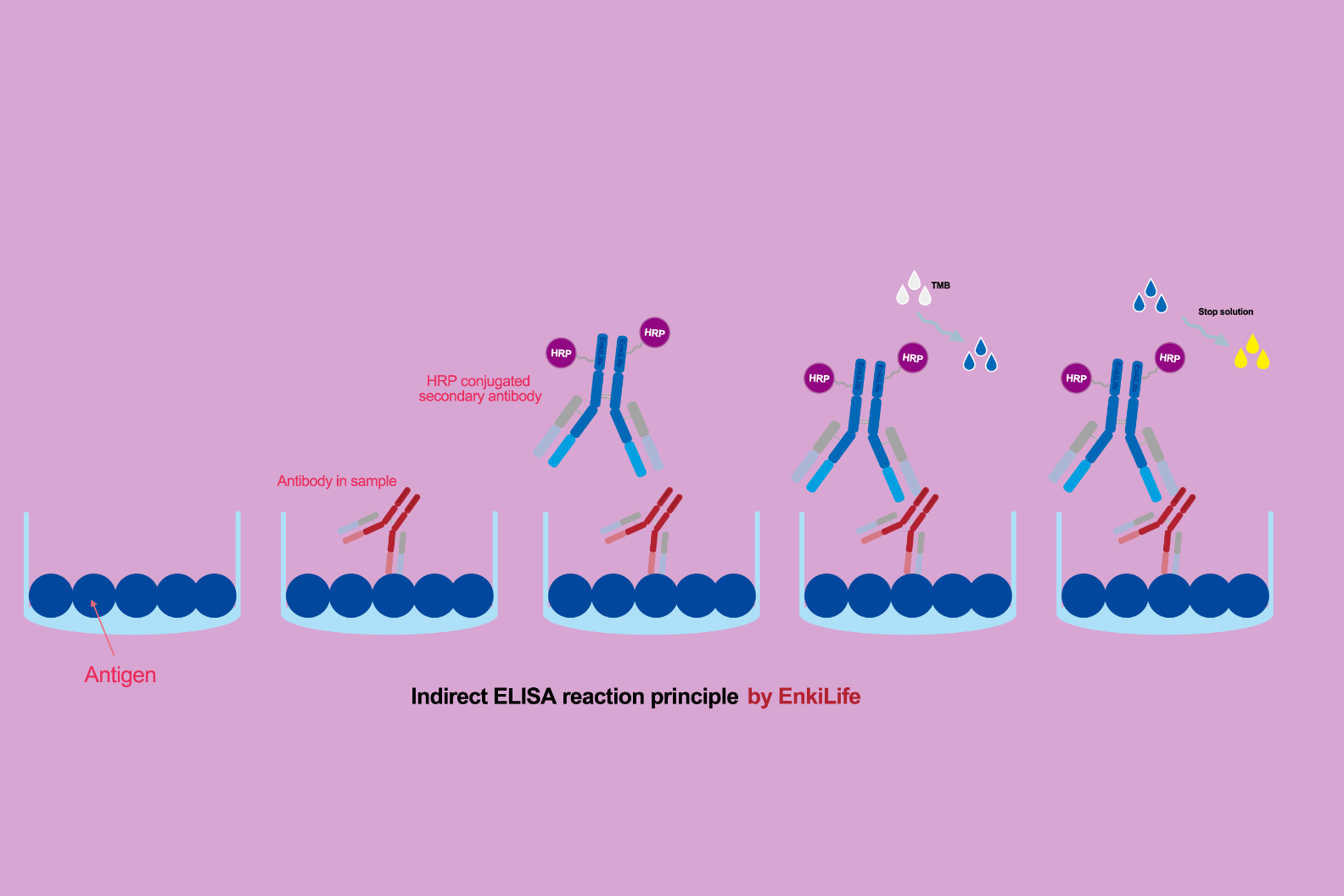 Indirect ELISA
