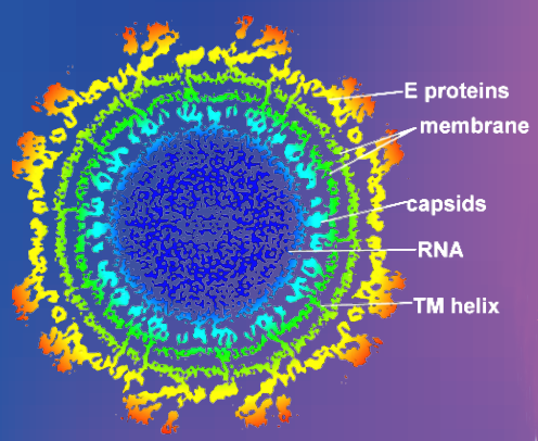 Chikungunya virus