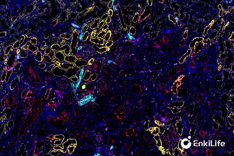 Rat kidney immunofluorescence staining Rat kidney immunofluorescence staining