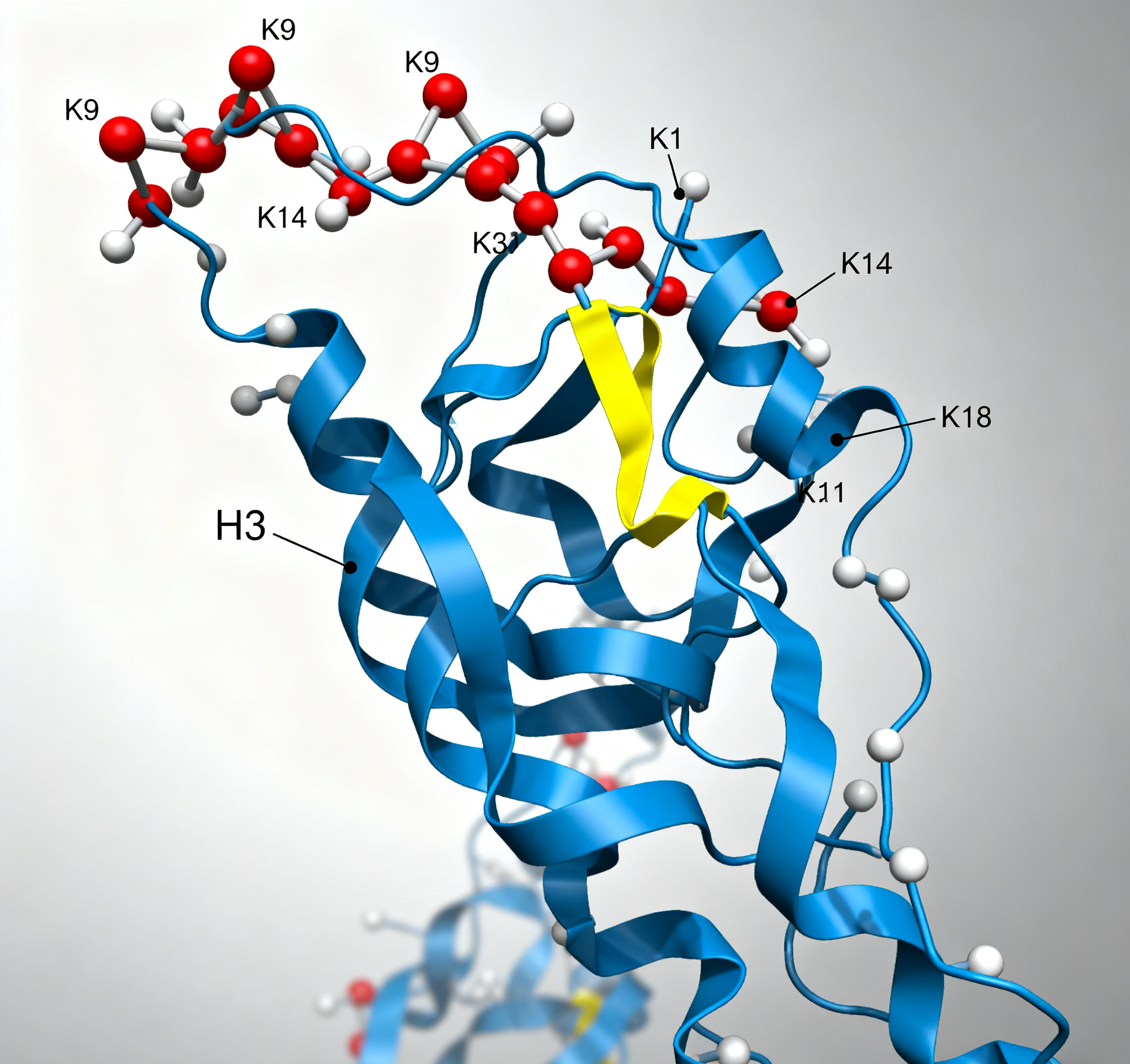 Acetyl-Histone H3/H4