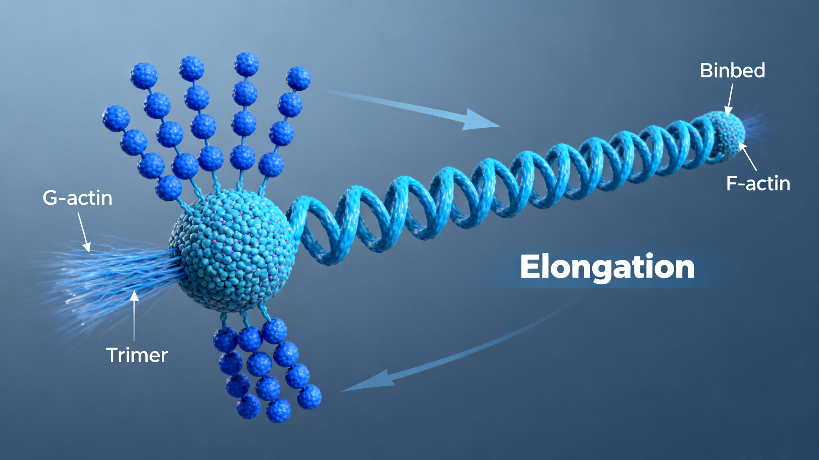 Actin Polymerization Diagram 2