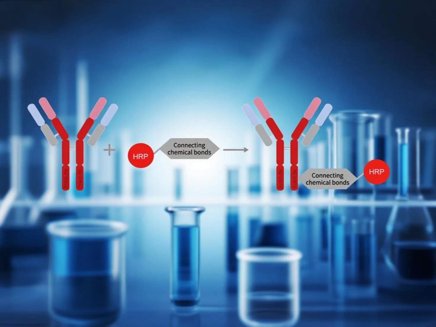 What is Enzyme-Labeled Antibody Technology?