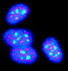 Fluorescent Dye or Marker Characteristics