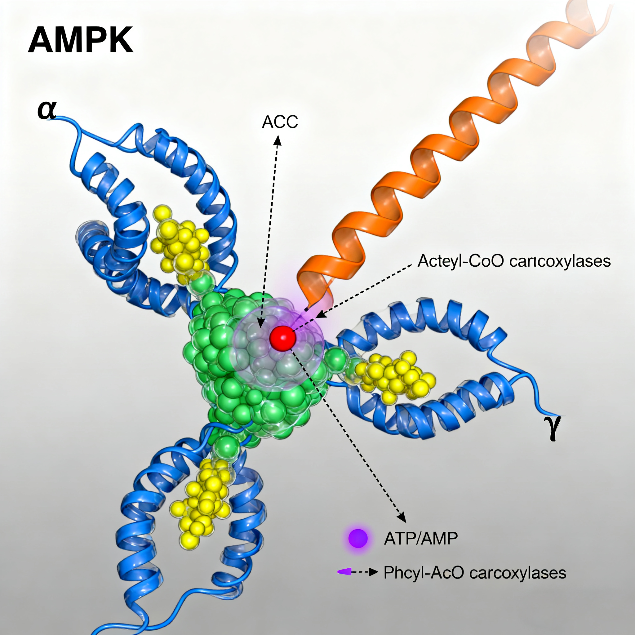 AMPK and ACC