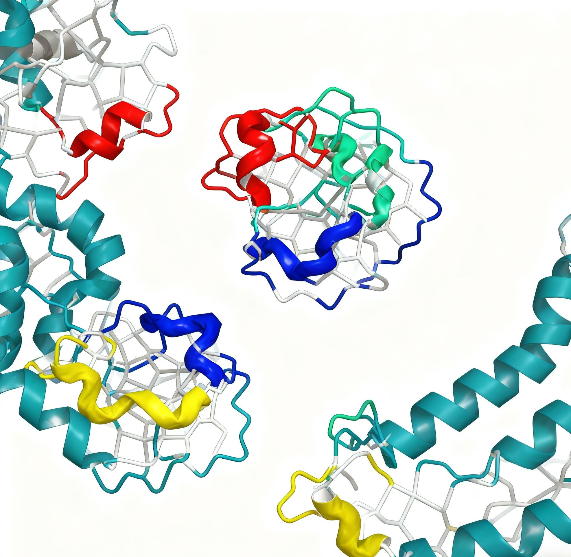 Akt Isoform