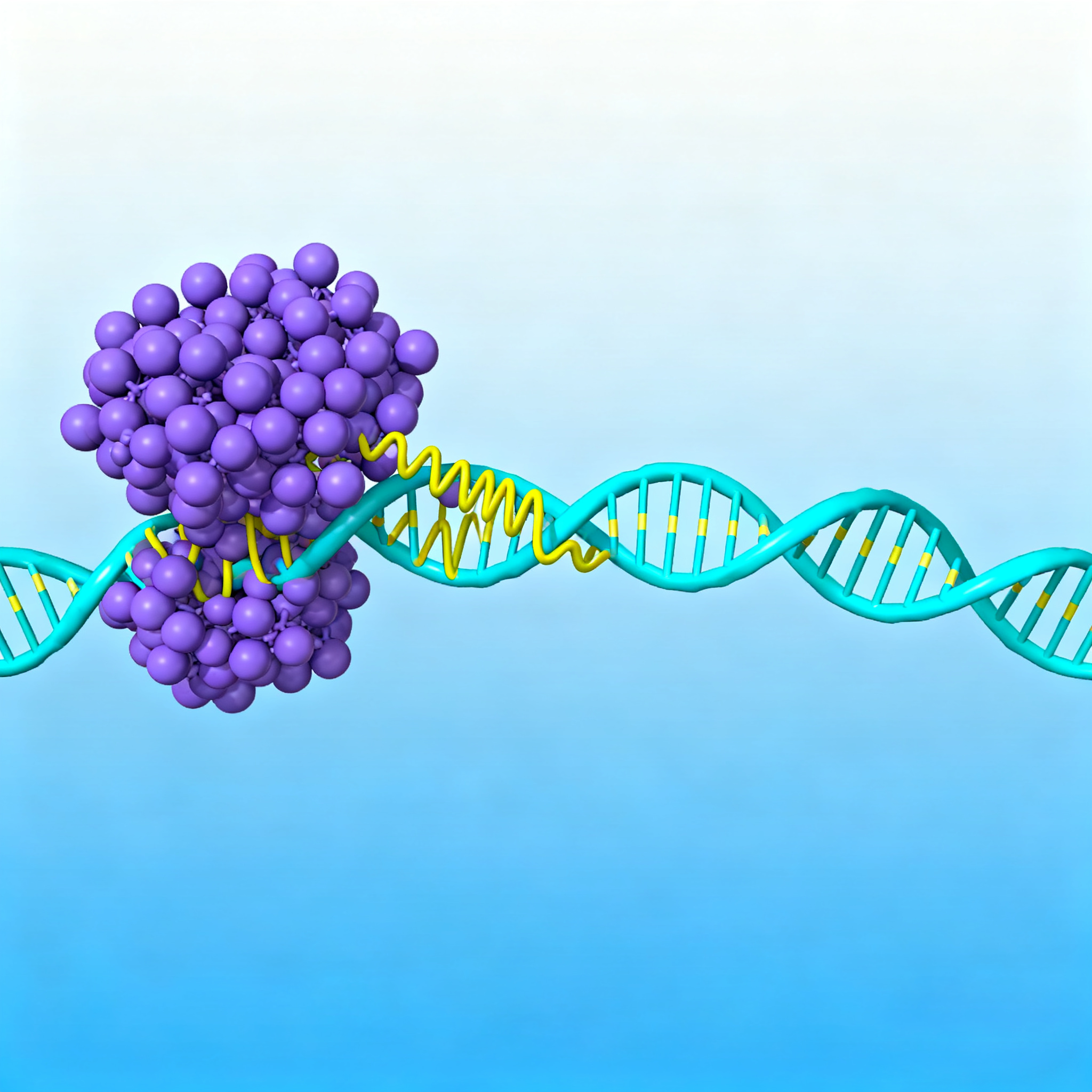 Androgen Receptor
