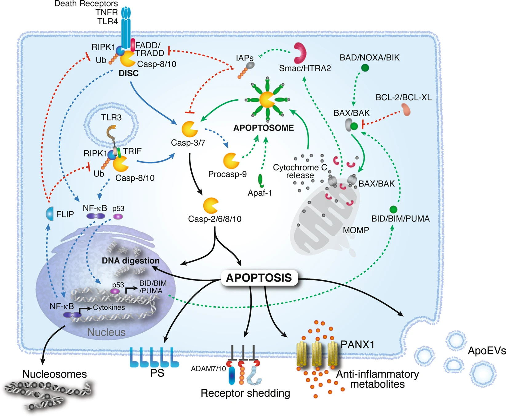 Apoptosis
