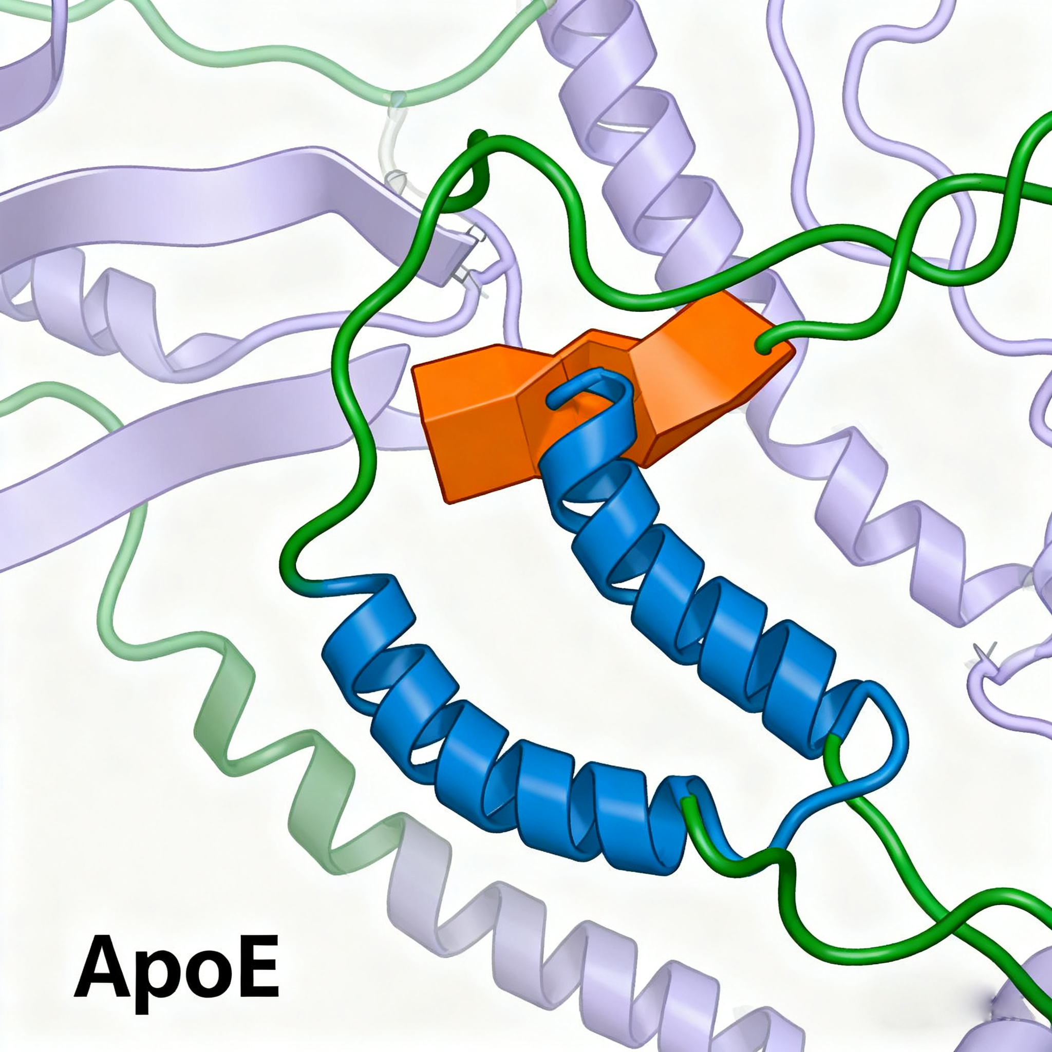 ApoE Synaptic Formation and Signaling Pathway