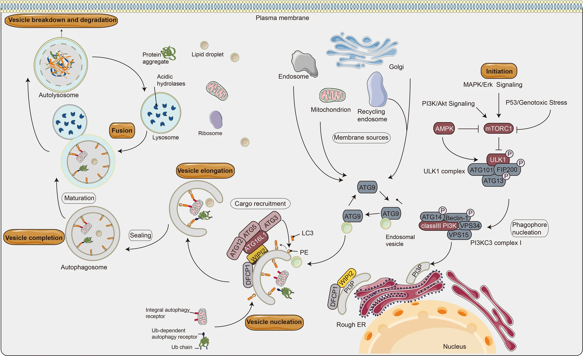 Autophagy
