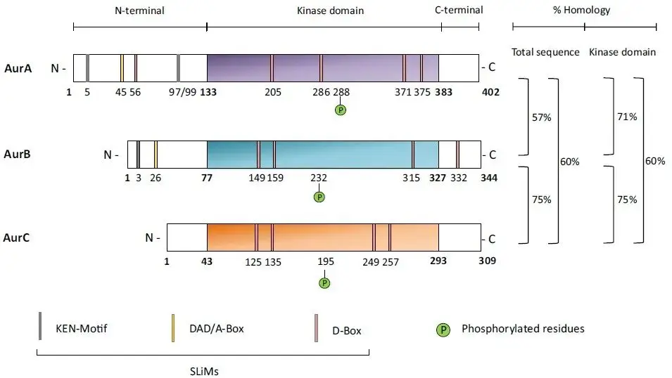 Aurora kinases