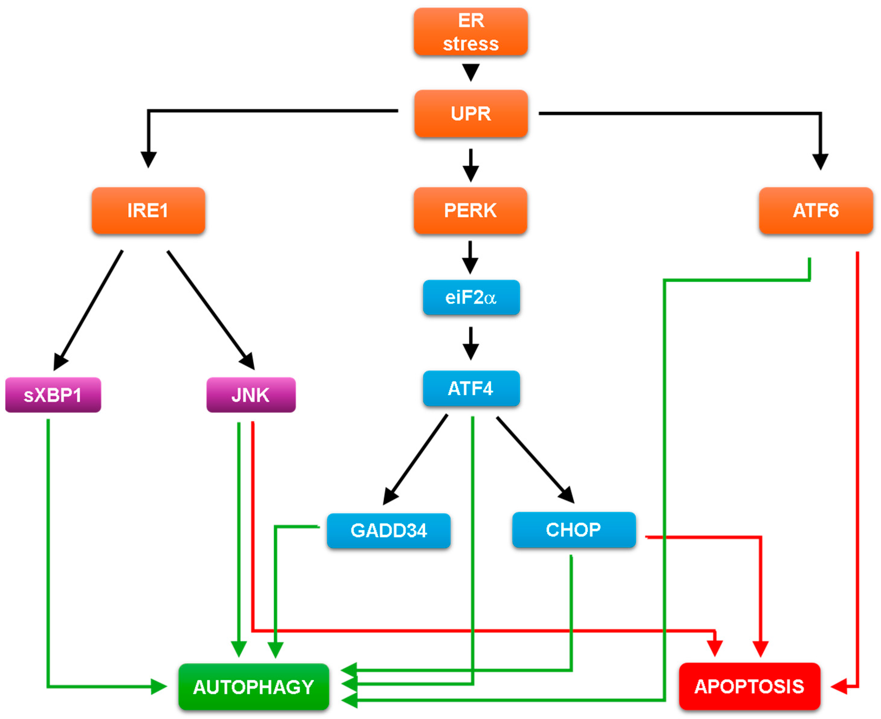 ER stress-induced autophagy