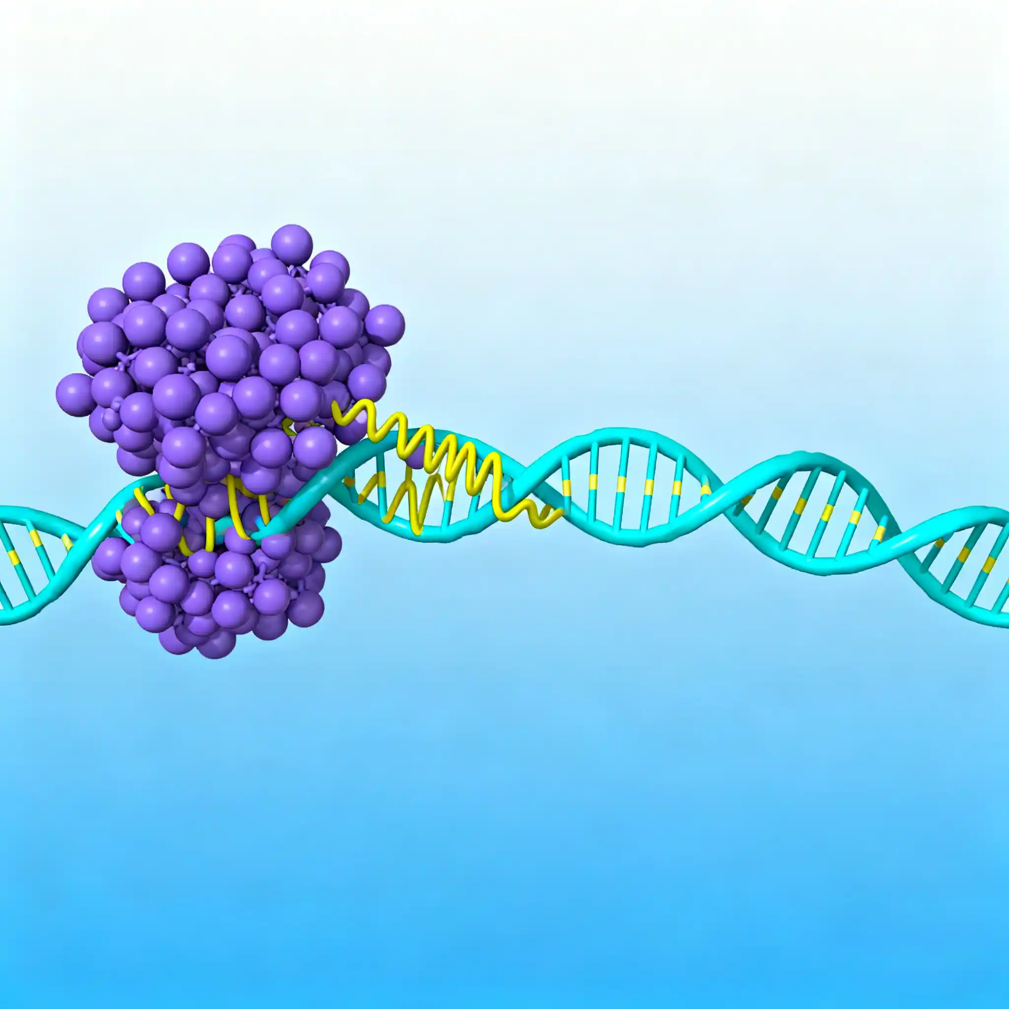 Androgen Receptor