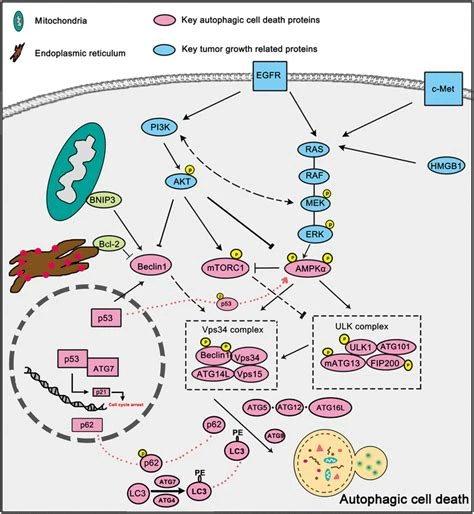 Death Receptor