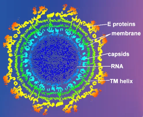Chikungunya virus