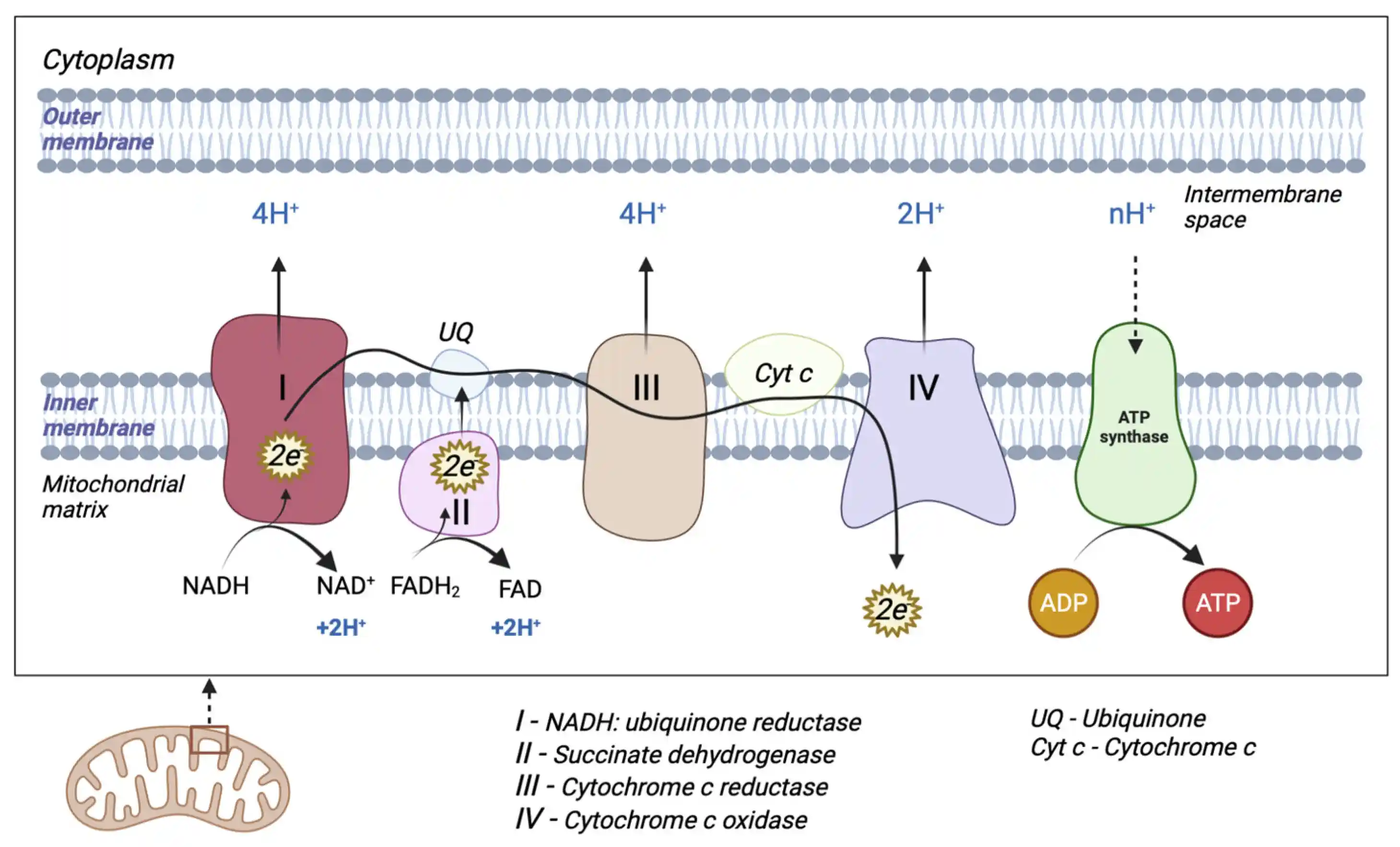 Mitochondrial electron transport chain