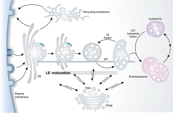 Endosomes formation mechanism