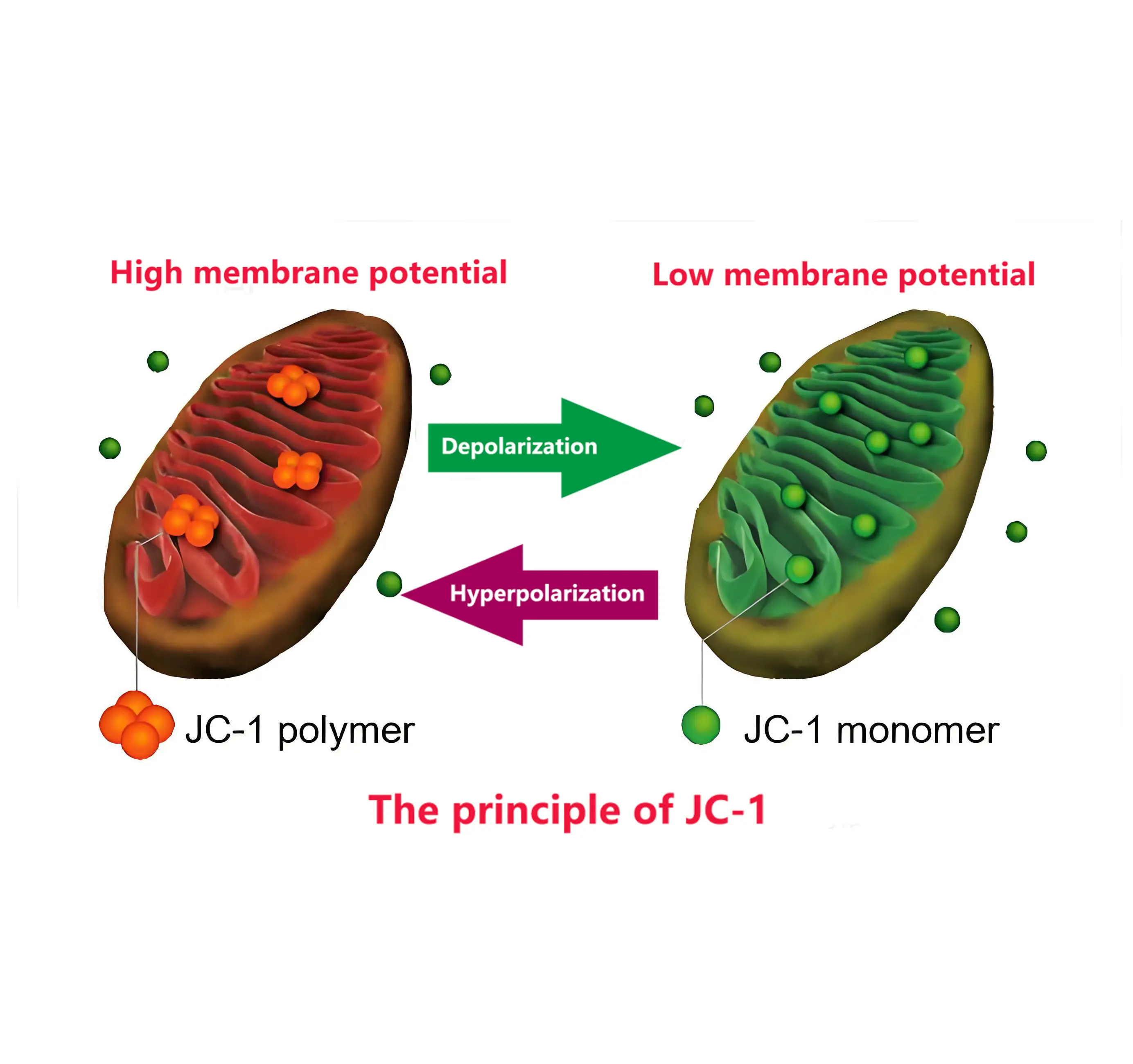 JC-1