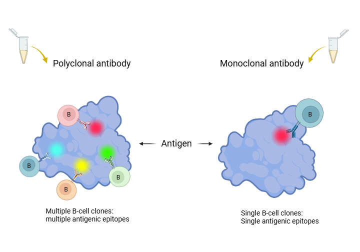 Two paths to antibody tools: monoclonal vs. polyclonal advantages and choices