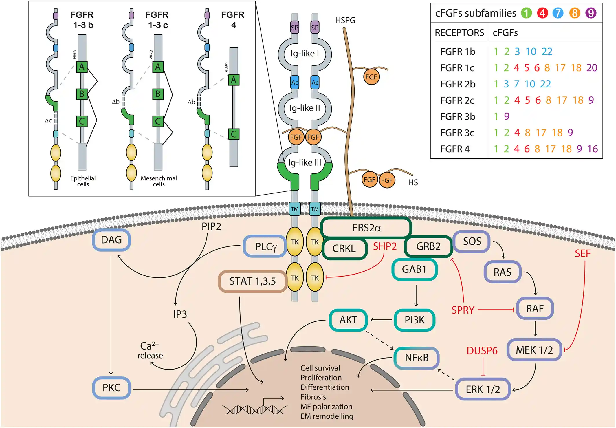 Fibroblast Growth Factors (FGFs)