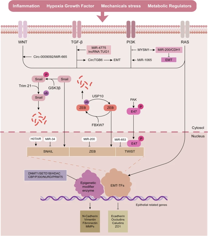 EMT Regulation Network Diagram