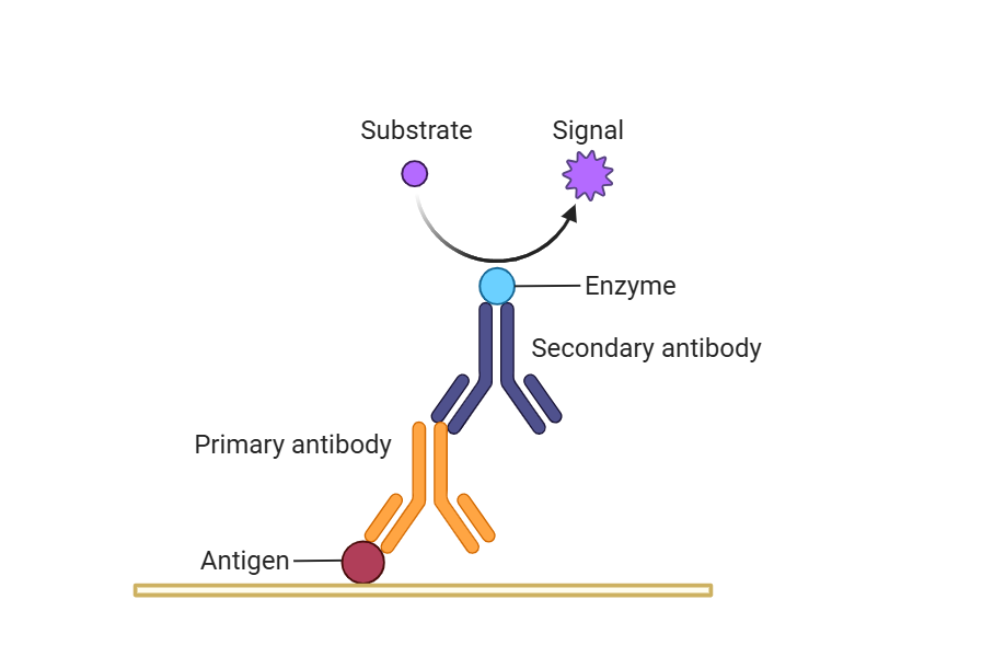 Why Use Secondary Antibodies? — Selection and Application of Secondary Antibodies