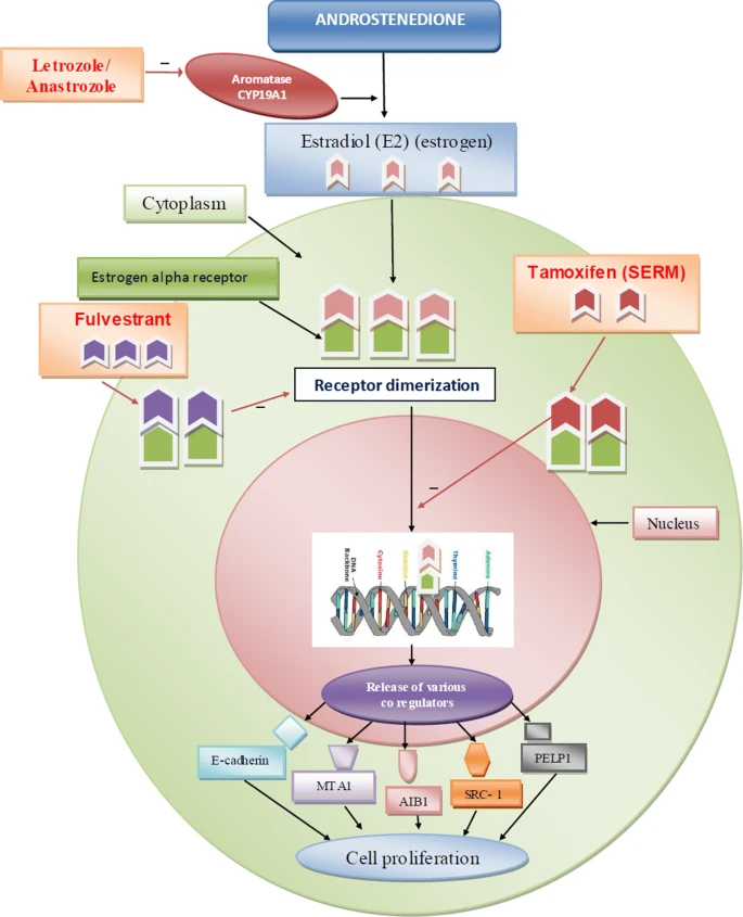 Estrogen Receptor α Activation
