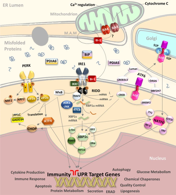 Endoplasmic reticulum stress and its downstream signaling pathway transduction