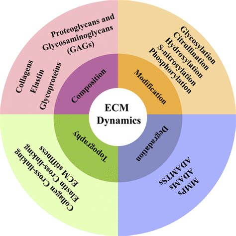 Extracellular Matrix Dynamics 