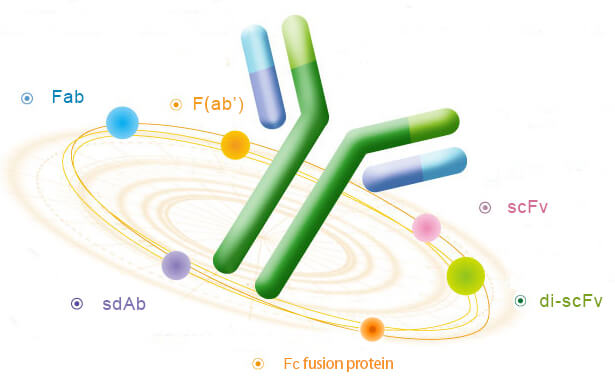 Recombinant Antibody Development——From Design to Expression