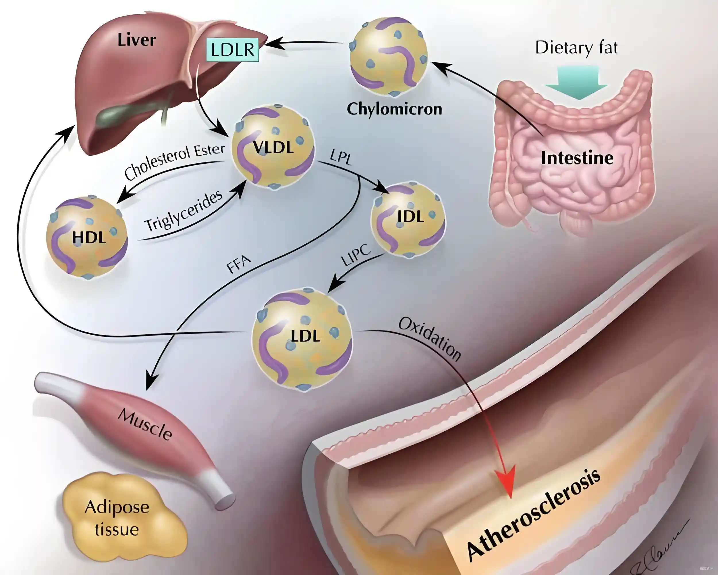 Fatty Acid and Lipid Metabolism