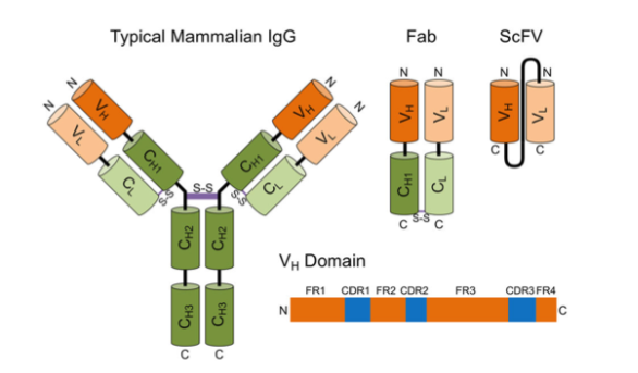 組換え抗体の利点と応用に関する詳細ガイド