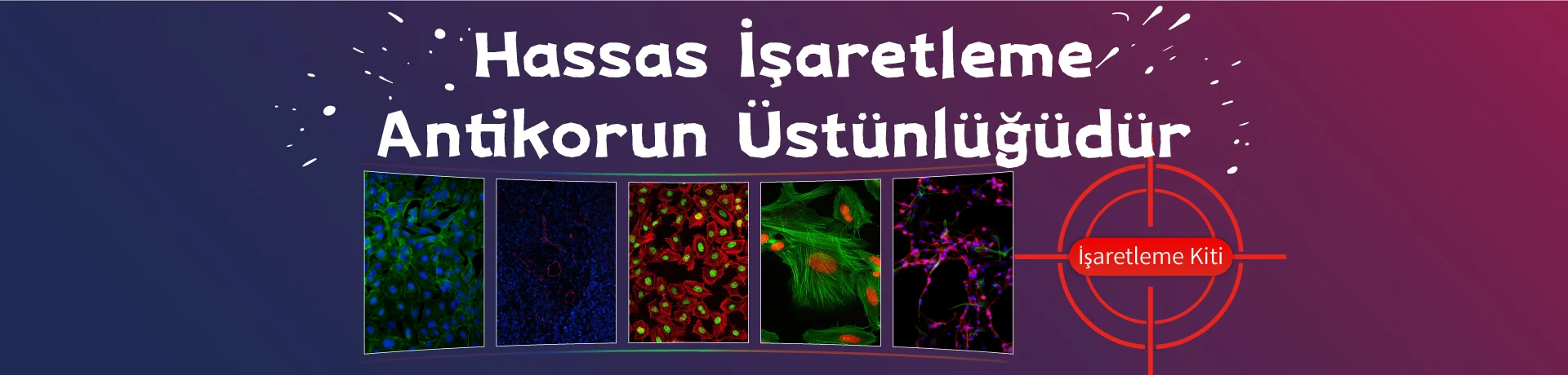 Antibody Labeling Kit