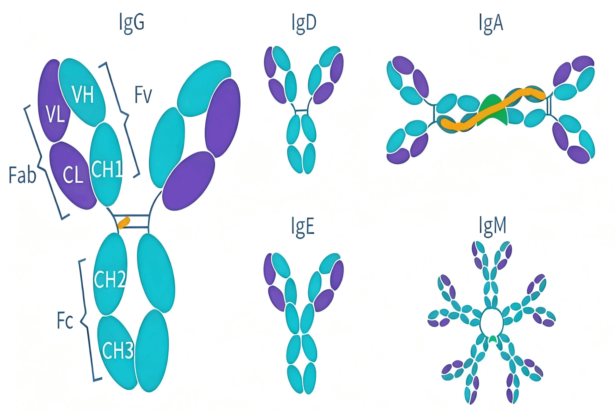 Antibody Isotype and Antibody Subtype