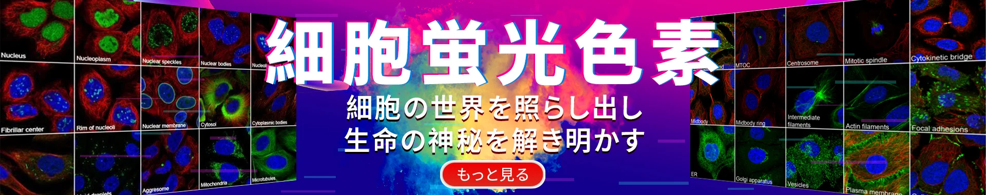 Cell Fluorescent Dye