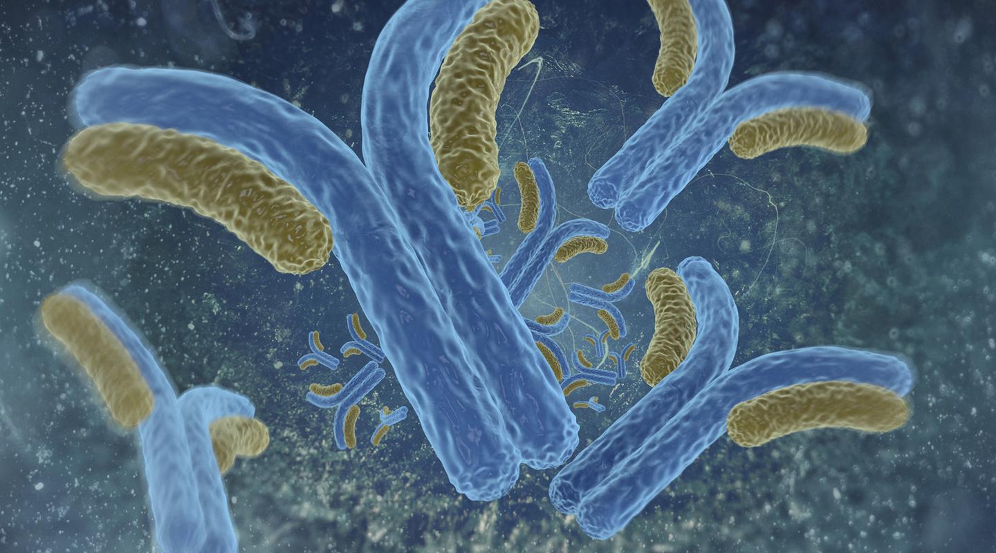 Common Antibody Purification Methods