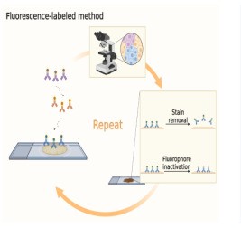 Multiplex Immunofluorescence (mIHC) Technology