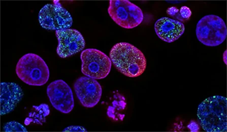 Cell Function Assay Kits