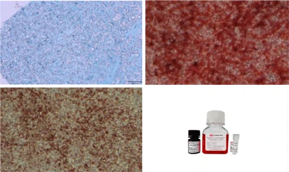 Differentiation Medium Kit