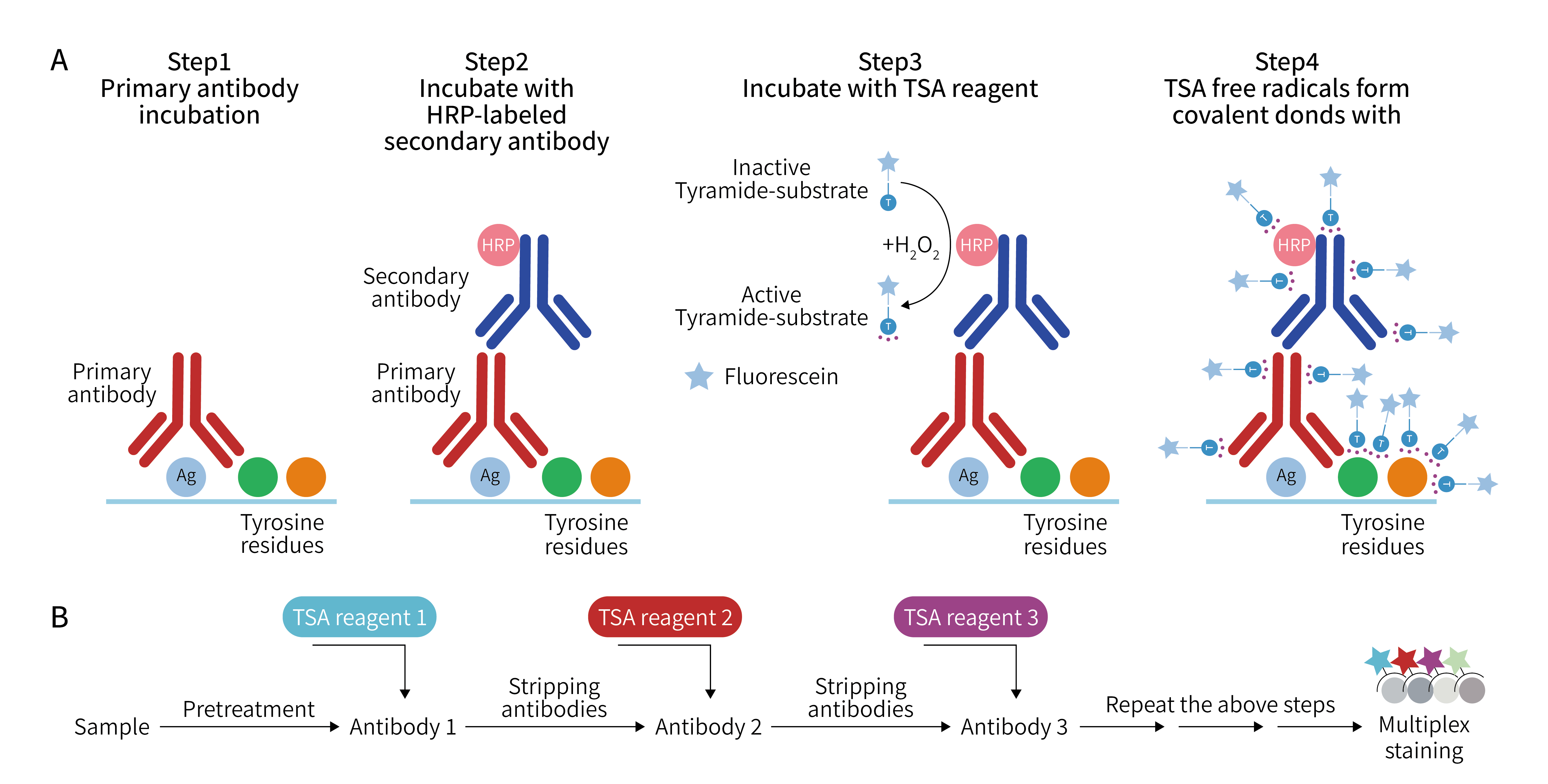 A Comprehensive Guide to TSA Technology