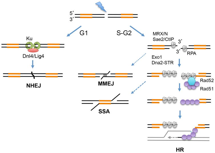 Double Strand Breaks (DSB) Repair