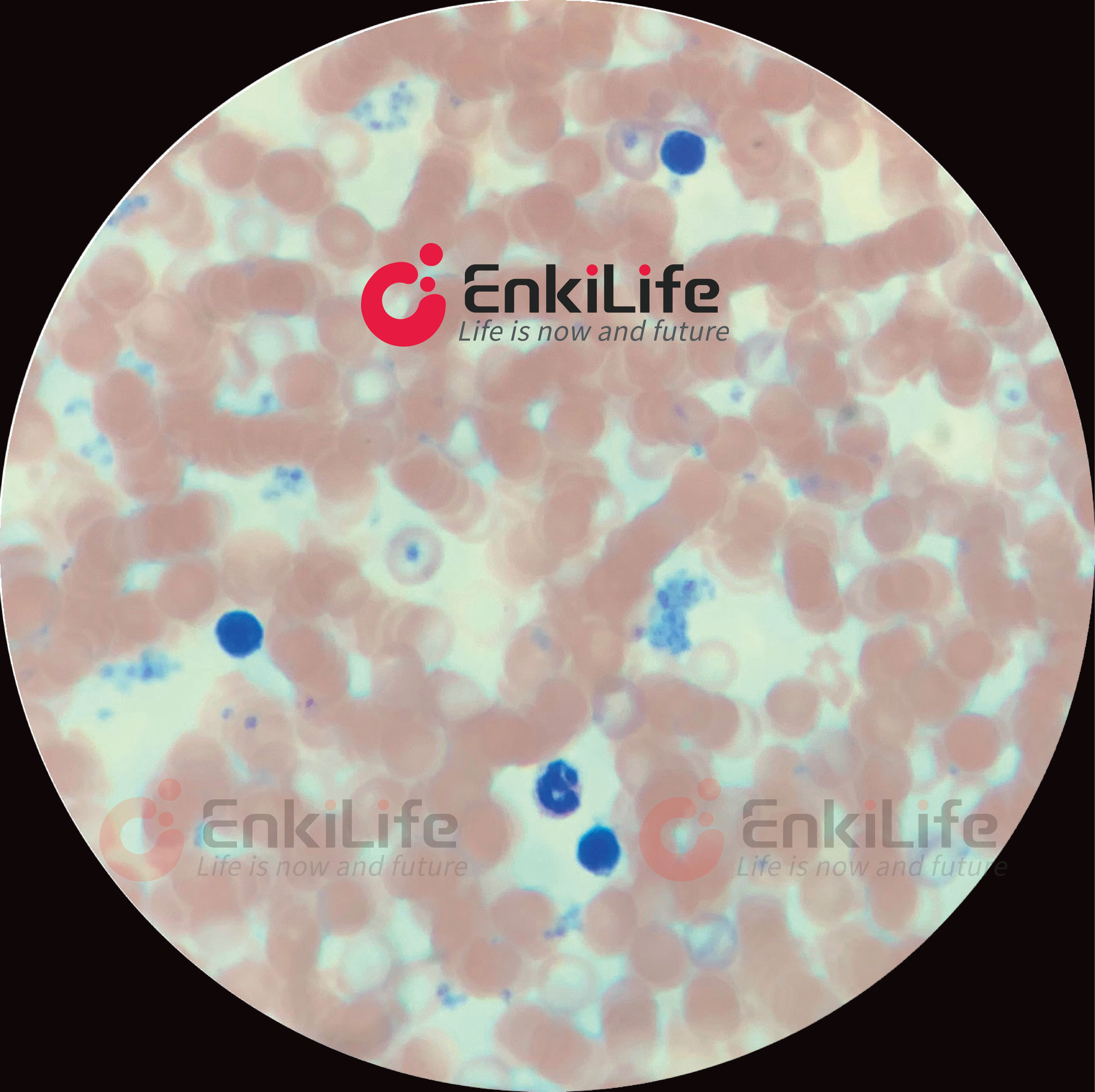 Wright-Giemsa Staining Kit