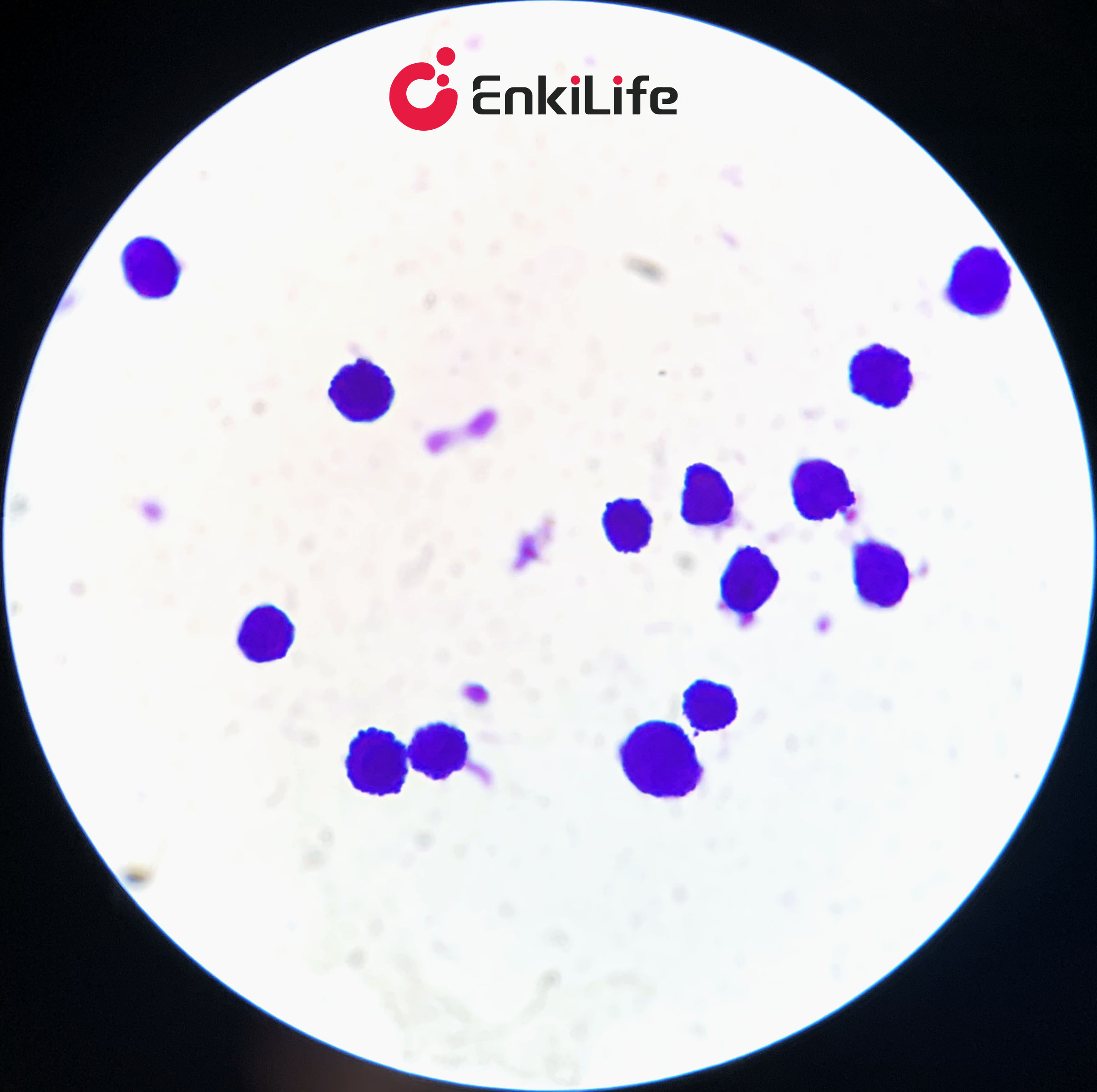 Crystal Violet Staining Kit