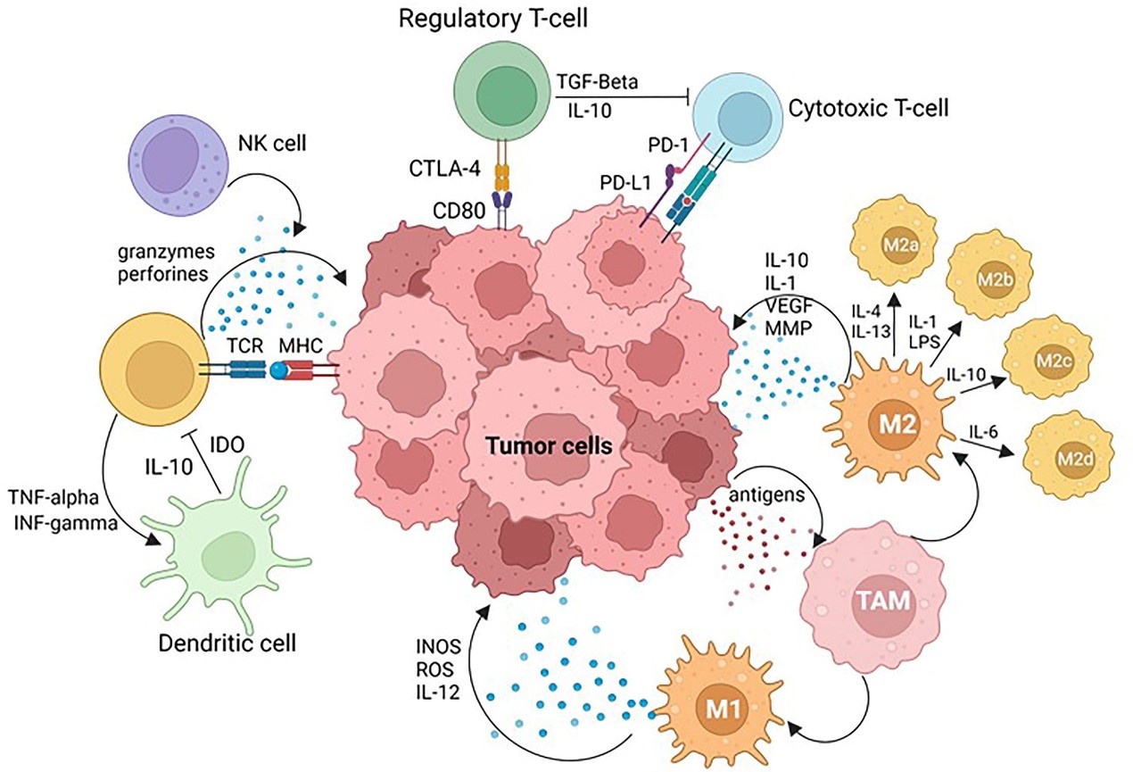 TSA-mIF for TIME Analysis